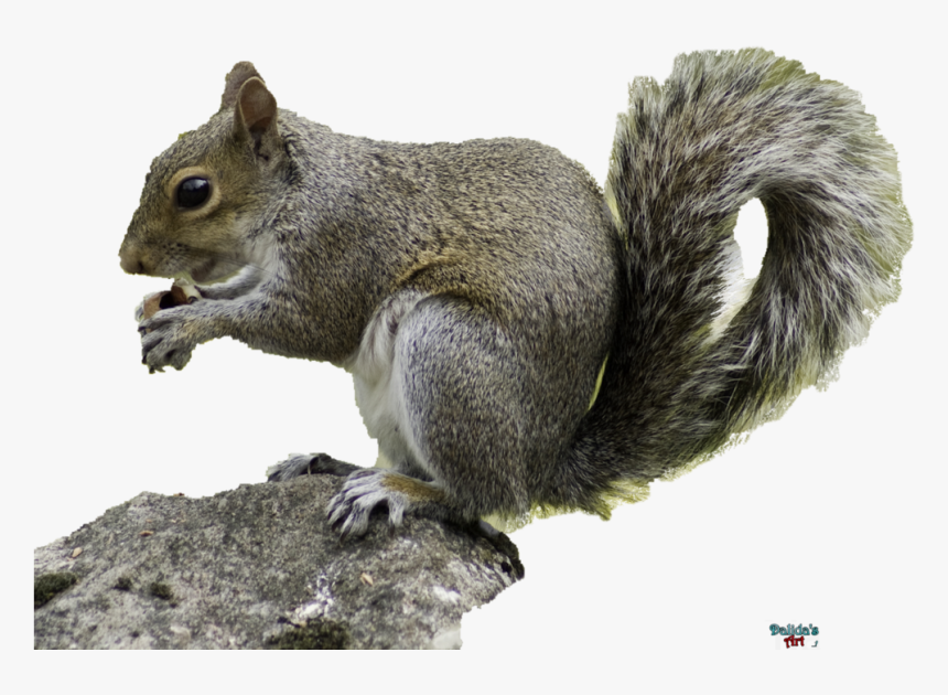 Eastern Gray Squirrel Png, Transparent Png, Free Download