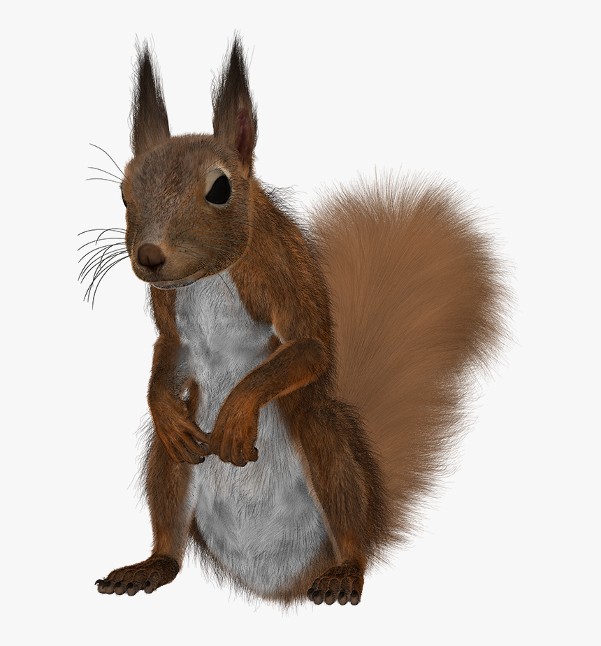 Squirrel, HD Png Download, Free Download