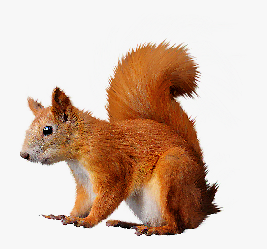 Transparent Squirrel Clipart Png - Transparent Background Red Squirrel Clipart, Png Download, Free Download