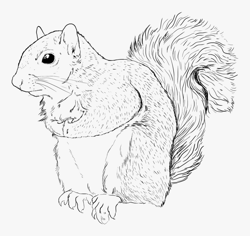 Eastern Gray Squirrel, HD Png Download, Free Download