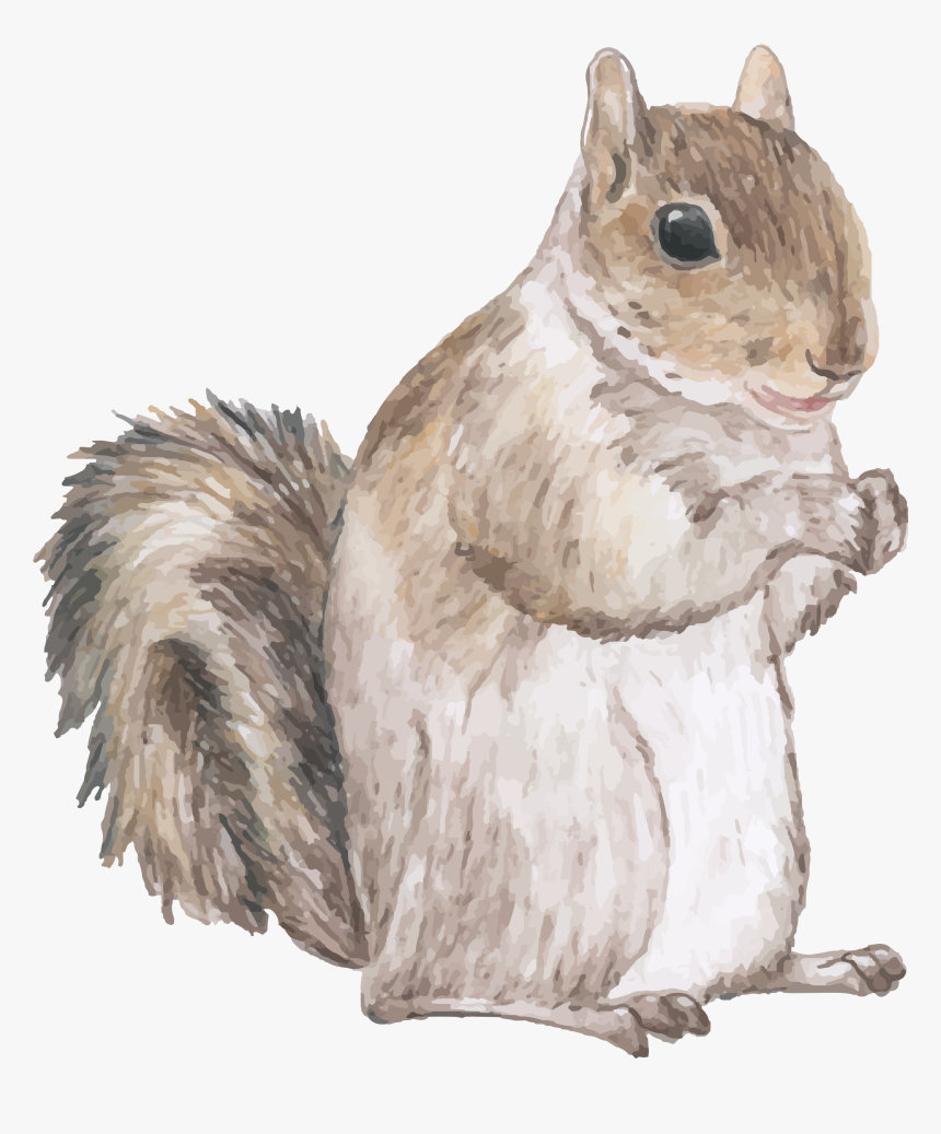 Squirrel Watercolor Cute, HD Png Download, Free Download