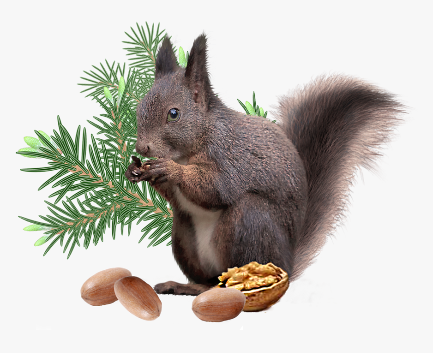 Clip Art Png File Decoration - Fox Squirrel, Transparent Png, Free Download