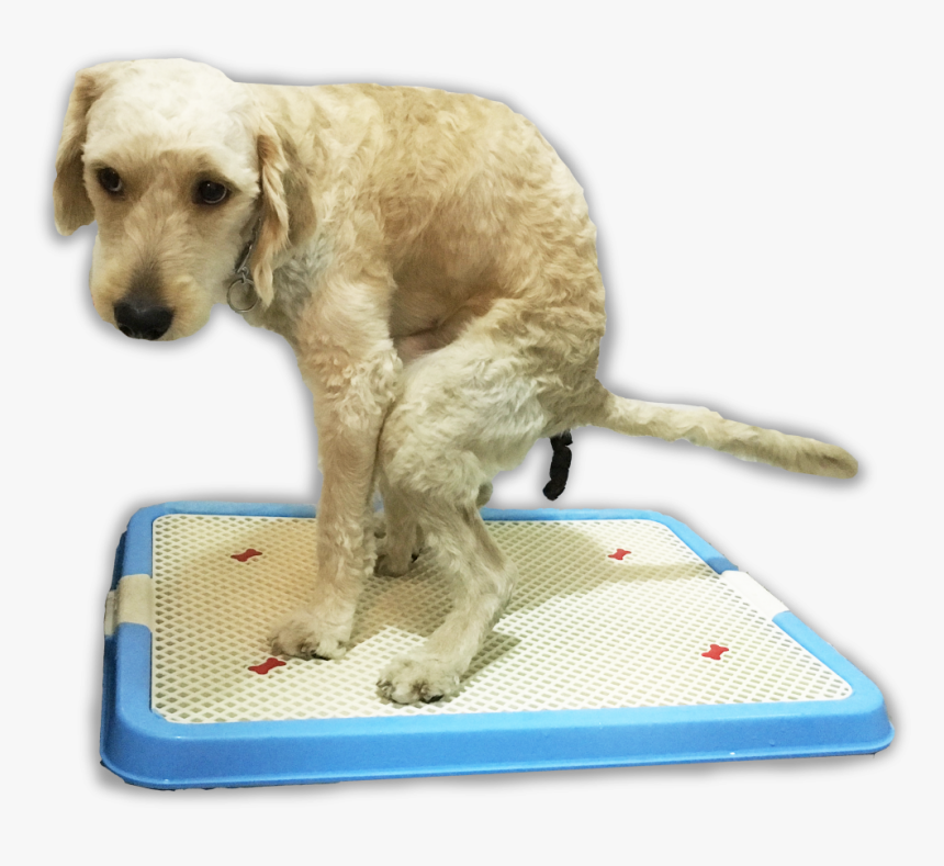 Dog Toilet Png, Transparent Png, Free Download