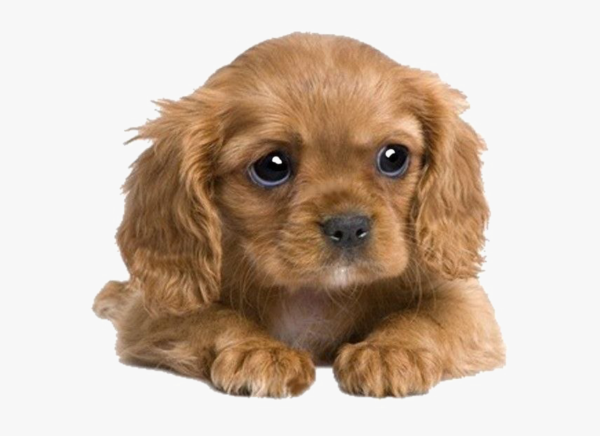 Puppies Png Transparent Image - Adorable Cute Cocker Spaniel Puppies, Png Download, Free Download