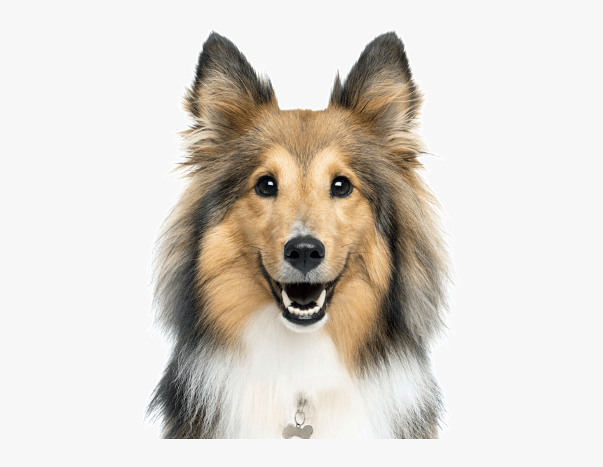 Border Collie Sheltie Guinea Pig Rough Collie Puppy - Shetland Sheepdog Png, Transparent Png, Free Download