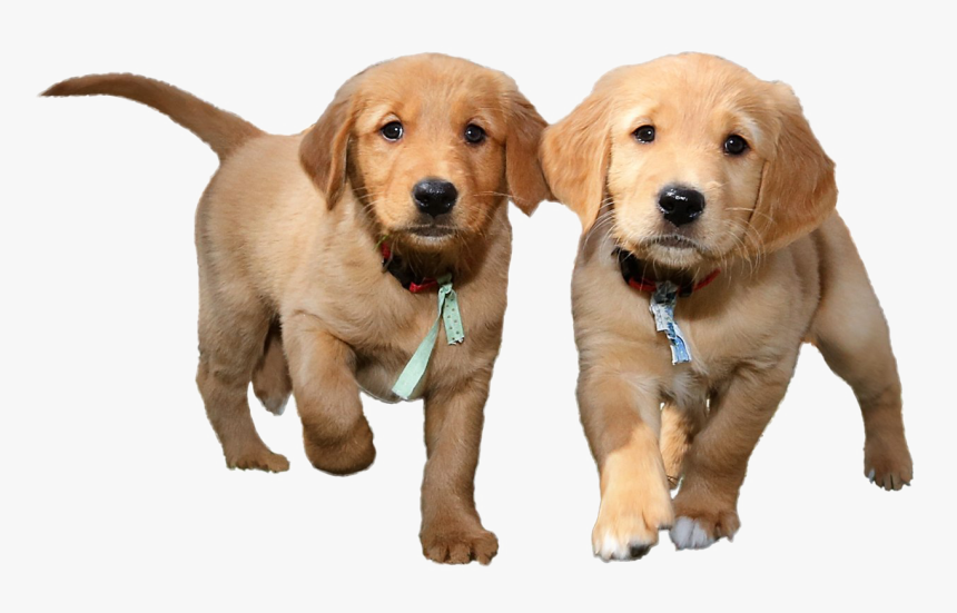 Transparent Puppy - Transparent Background Puppies Png, Png Download, Free Download