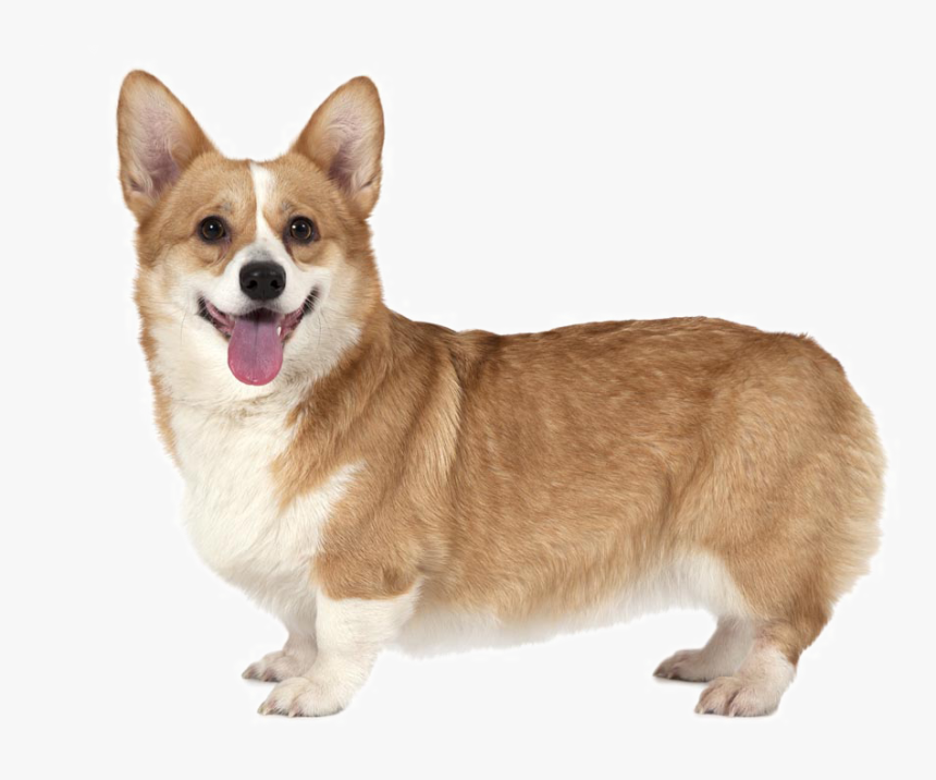 Pembroke Welsh Corgi Pet - Pembroke Welsh Corgi Png, Transparent Png, Free Download