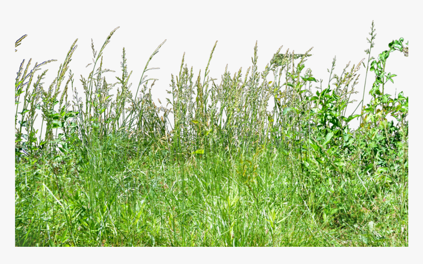 Tall Grass Png - Transparent Background Tall Grass Png, Png Download, Free Download