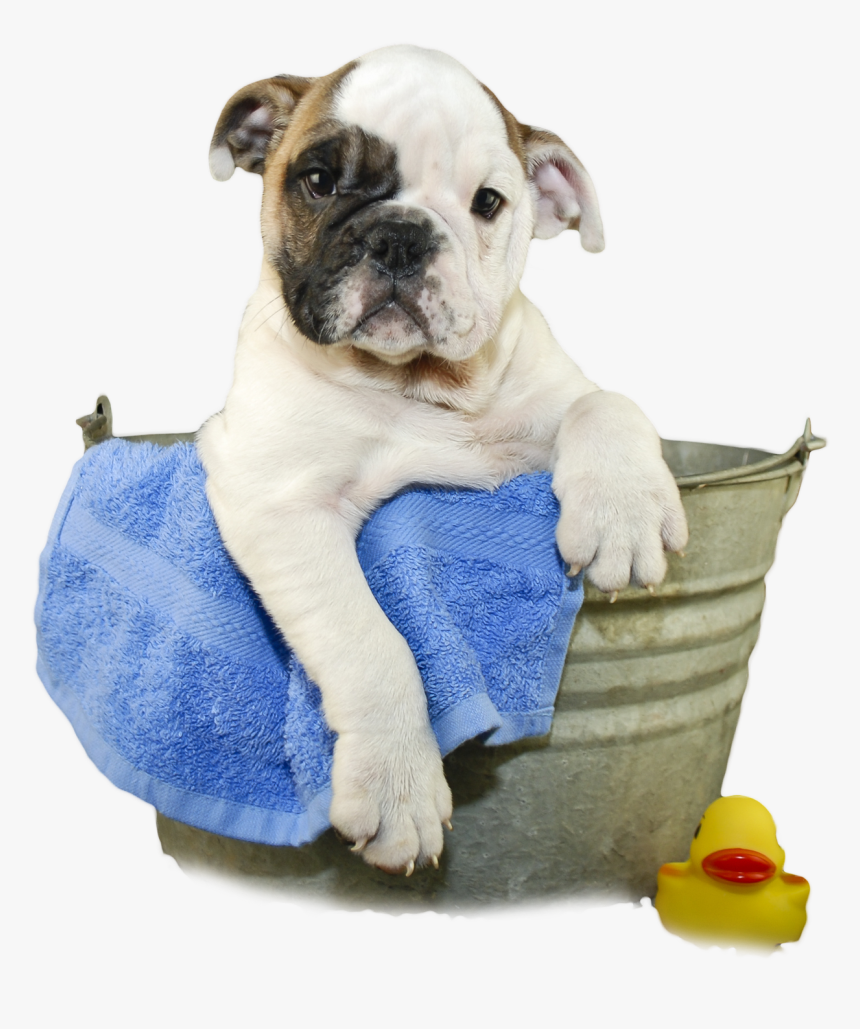 Dog Png Transparent Images - Dog In Bath Png, Png Download, Free Download