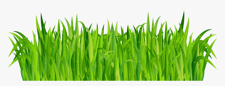Grass Fresh Green Clip Art Image Gallery High Transparent - Grass, HD Png Download, Free Download