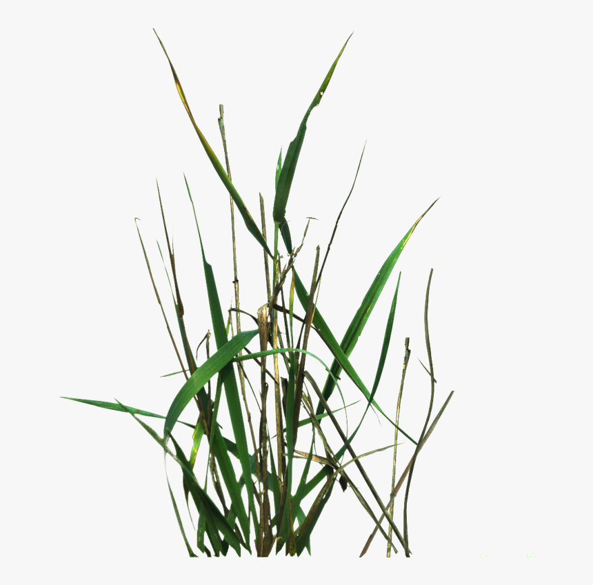 Grass Blade Texture Png - Unity 2d Grass Texture, Transparent Png, Free Download