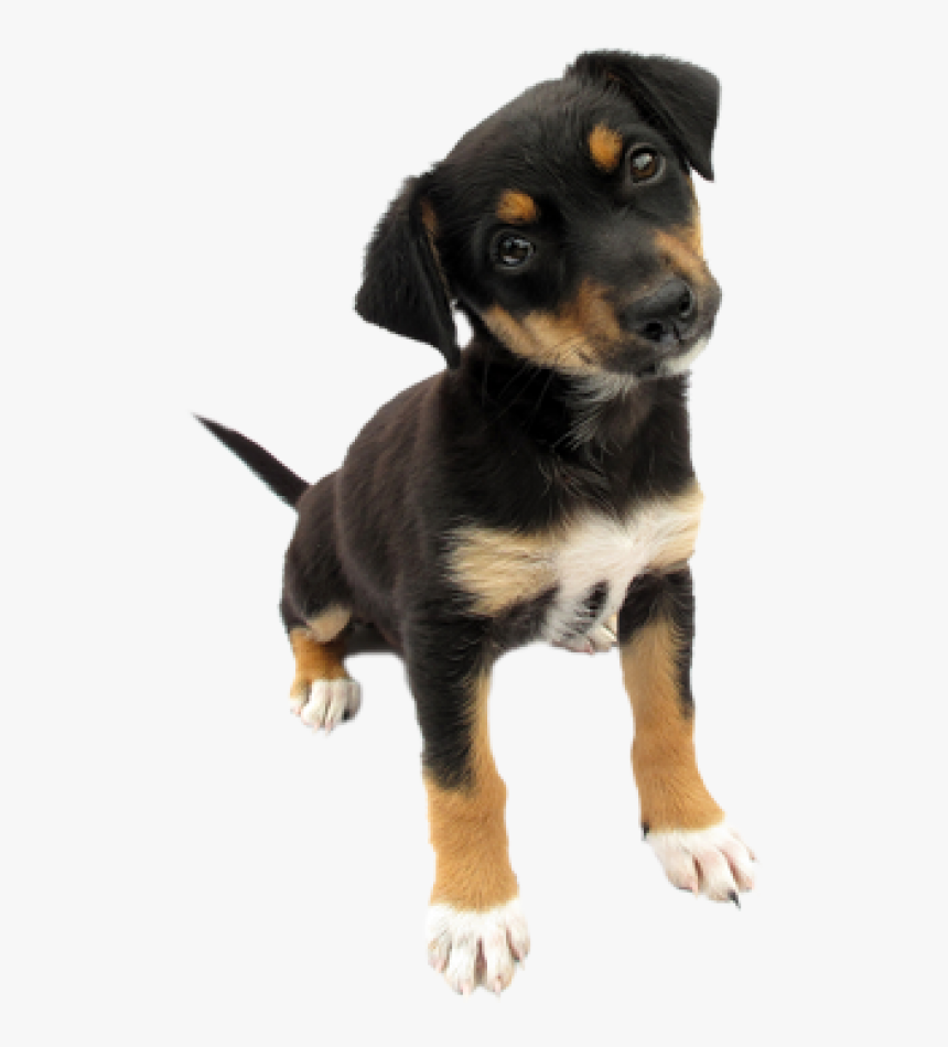 Puppy Dog - Cute Dog Without Background, HD Png Download, Free Download