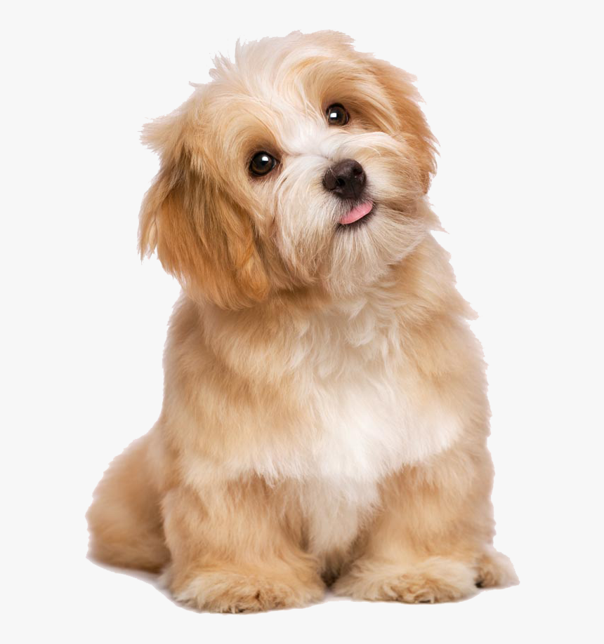 dog hd png