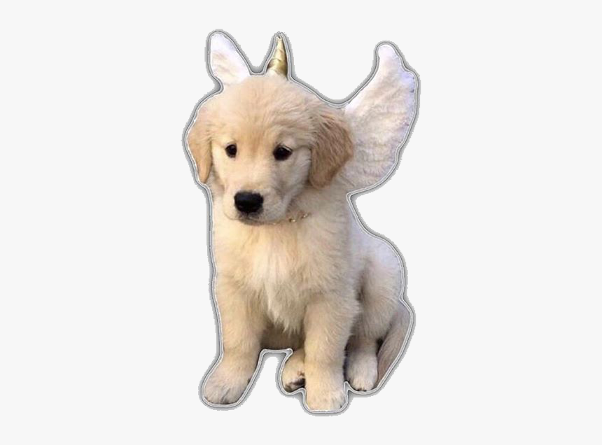 #aesthetic #dogs #dog #puppy #angel #unicorn #freetoedit - Golden Retriever, HD Png Download, Free Download