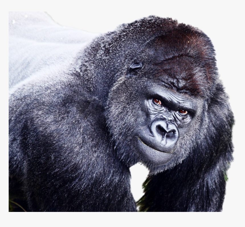 Gorilla trailer. Злая горилла в полный рост. Gorilla PNG. Chimpanzee Angry. Flying Gorilla PNG.