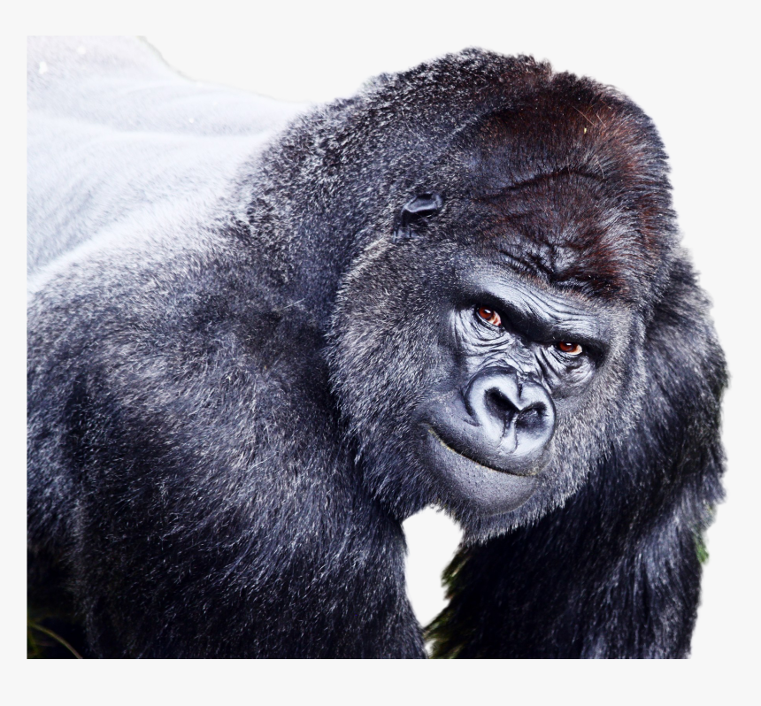 Gorilla Png Image - Gorilla, Transparent Png, Free Download