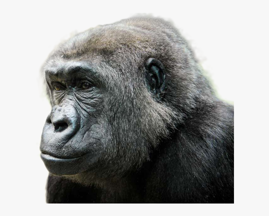 Transparent Gorilla Png - Monkey, Png Download, Free Download