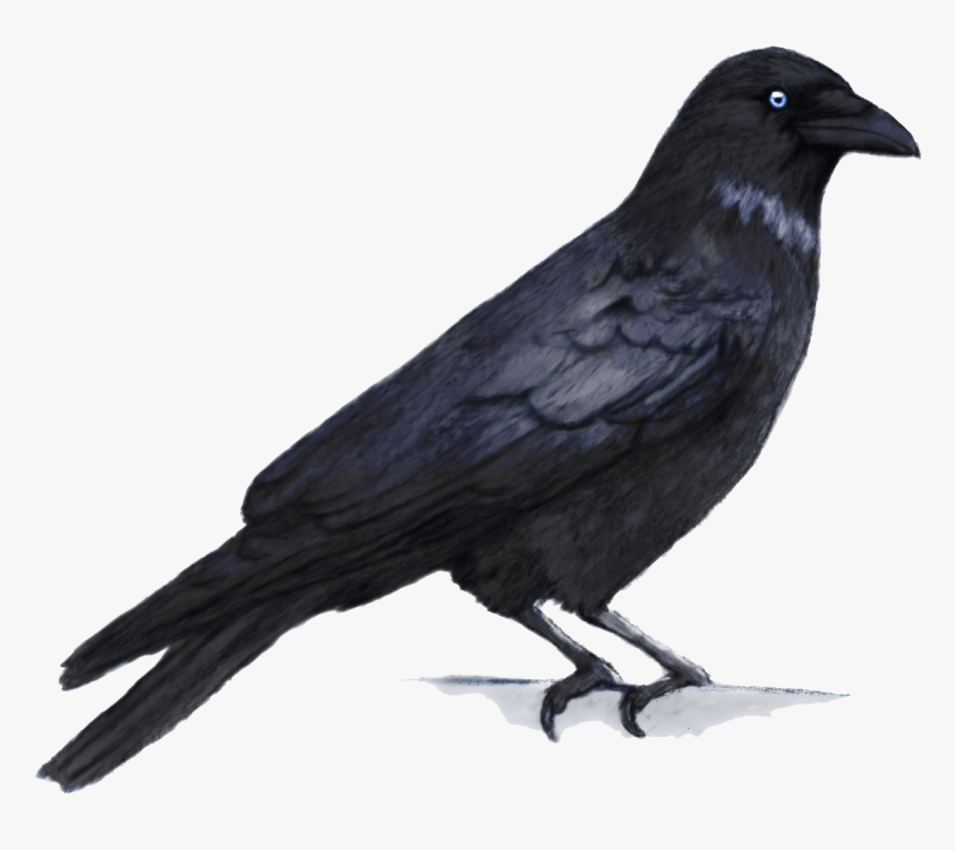 Download Crow Png - Crow And Peacock Drawing, Transparent Png, Free Download