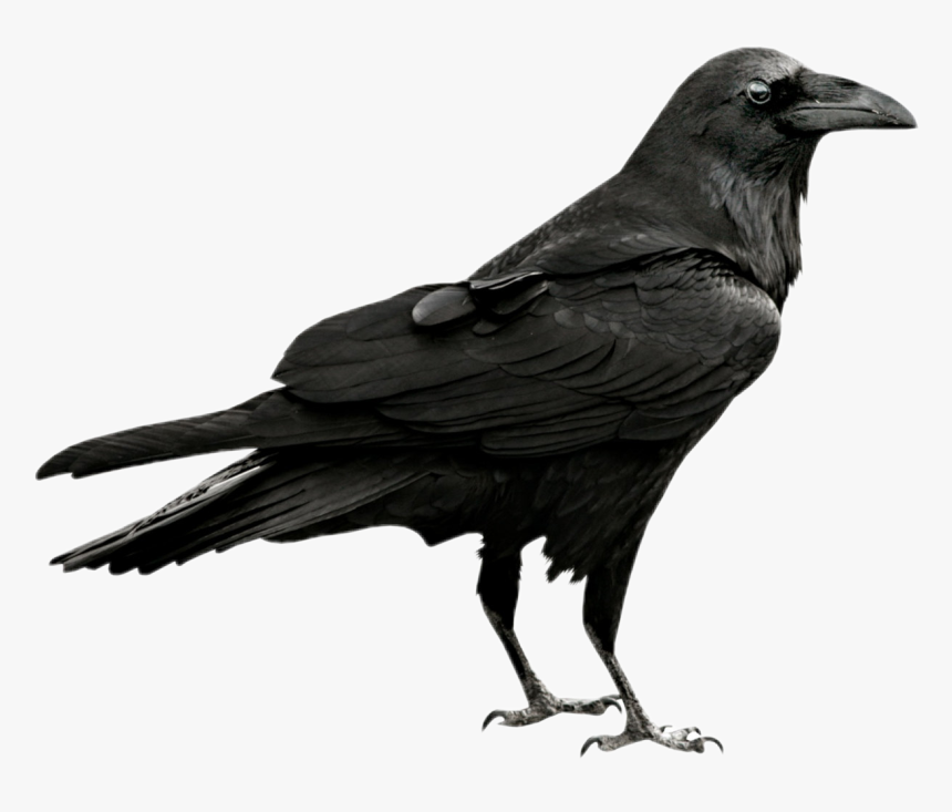 Transparent Crow Png - Raven Png, Png Download, Free Download