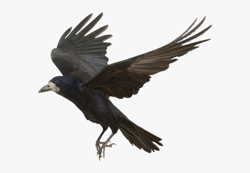 Crow Png Photos - Transparent Crow Png, Png Download, Free Download