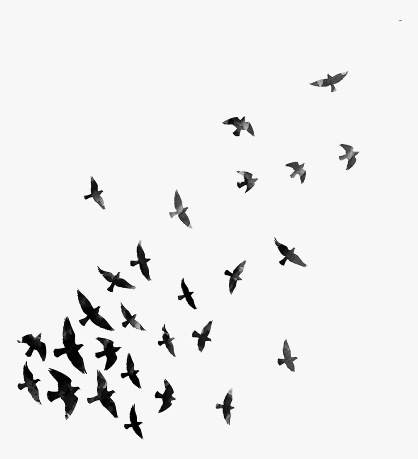Download Flying Crows Transparent Clipart , Png Download - Png Effects For Picsart, Png Download, Free Download