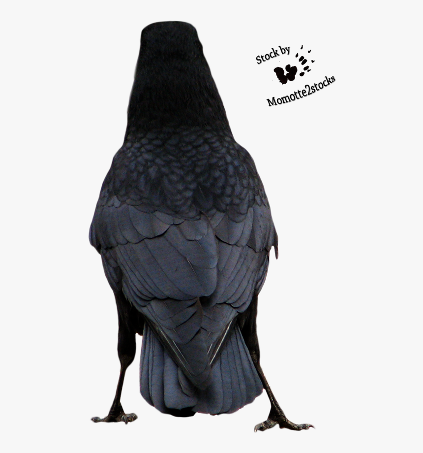 Crow From Back, HD Png Download, Free Download