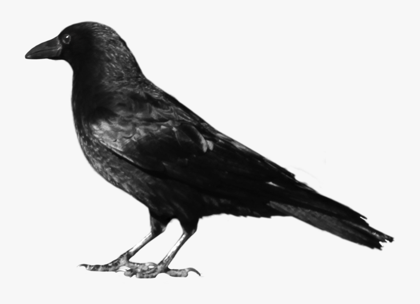 Crows Clip Art - Crow Png, Transparent Png, Free Download