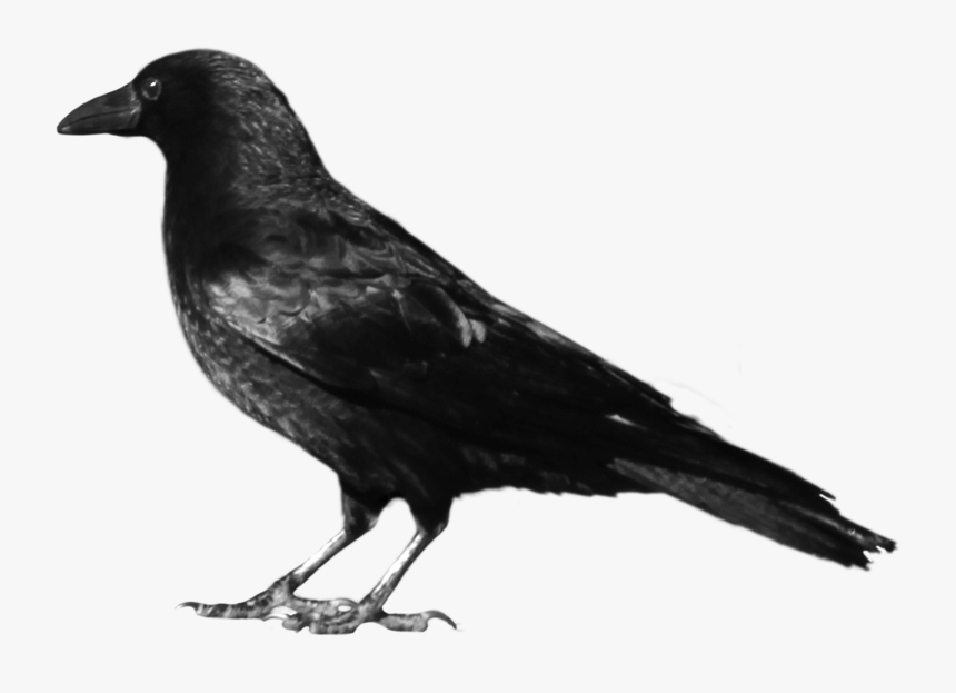 crows clipart free