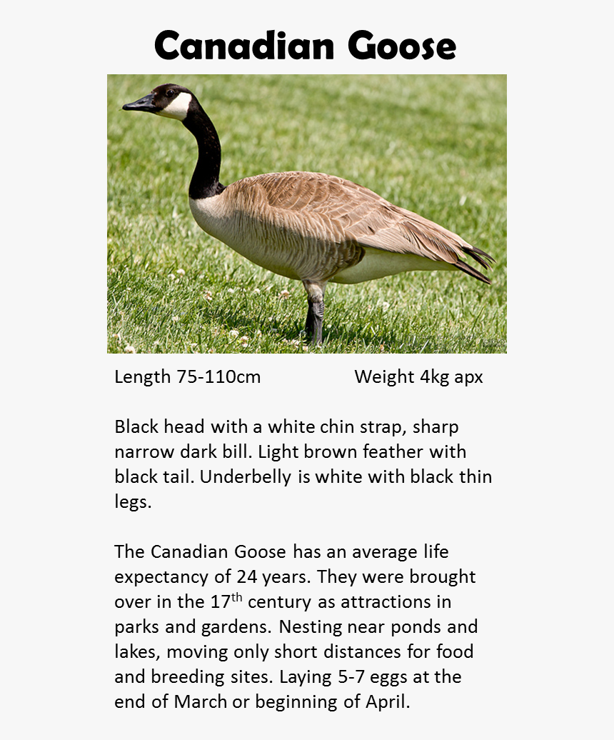 Canada goose victoria bc sale