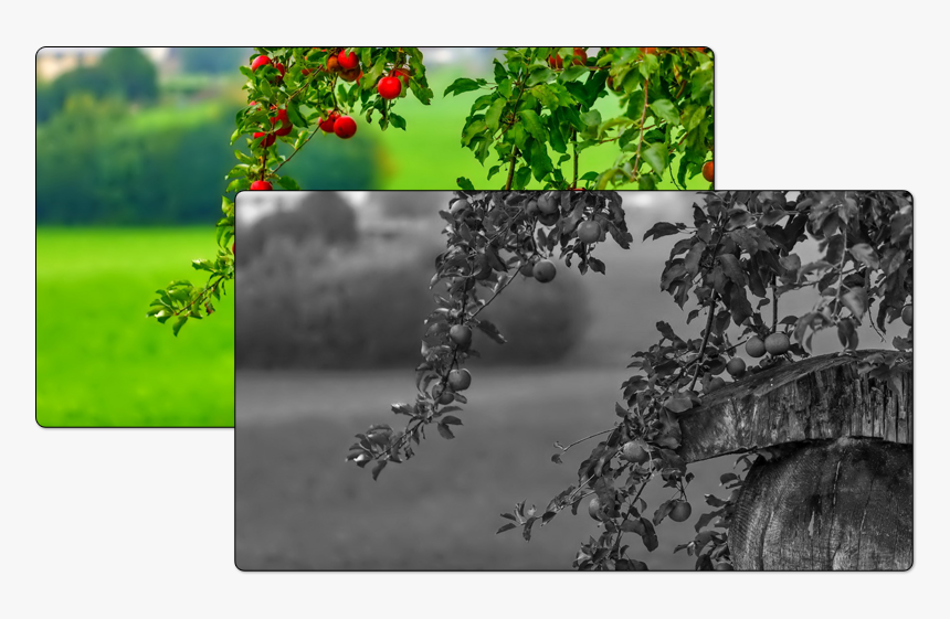 Mstech Image Resize - Apple Tree Backgrounds, HD Png Download, Free Download