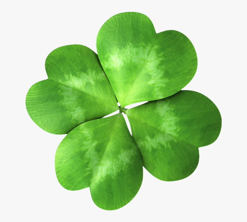 Four Leaf Clover - Real Life Rotational Symmetry, HD Png Download, Free Download