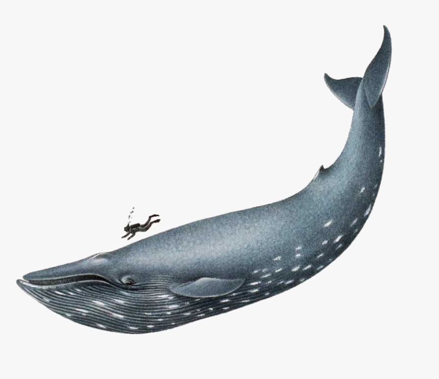Blue Whale Realistic Drawing, HD Png Download, Free Download