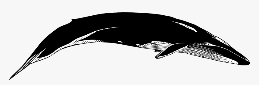 Whale And Dolphin Conservation Whales Cetaceans Whale - Blue Whale Silhouette, HD Png Download, Free Download