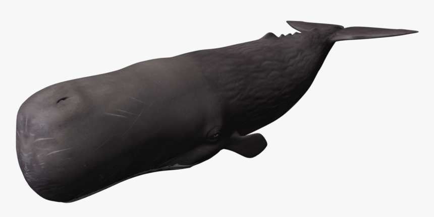 3d Whale Png, Transparent Png, Free Download