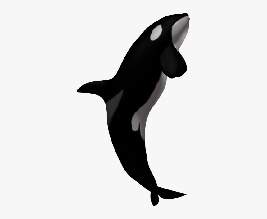 Killer Whale Transparent Png - Killer Whale Clipart Transparent, Png Download, Free Download