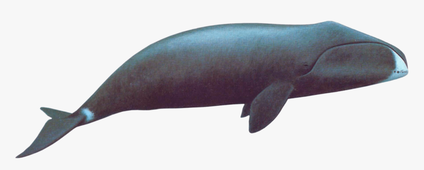 Bowhead Whale - Bowhead Whale Png, Transparent Png, Free Download