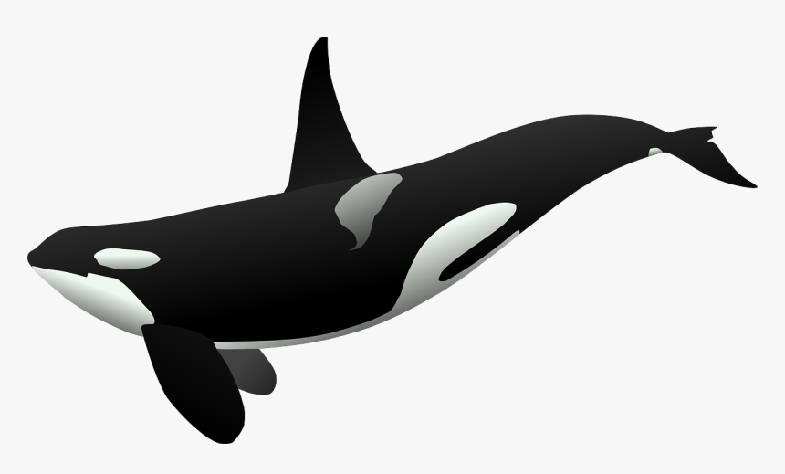 Killer Whale Background Png - Orcas Clipart, Transparent Png, Free Download