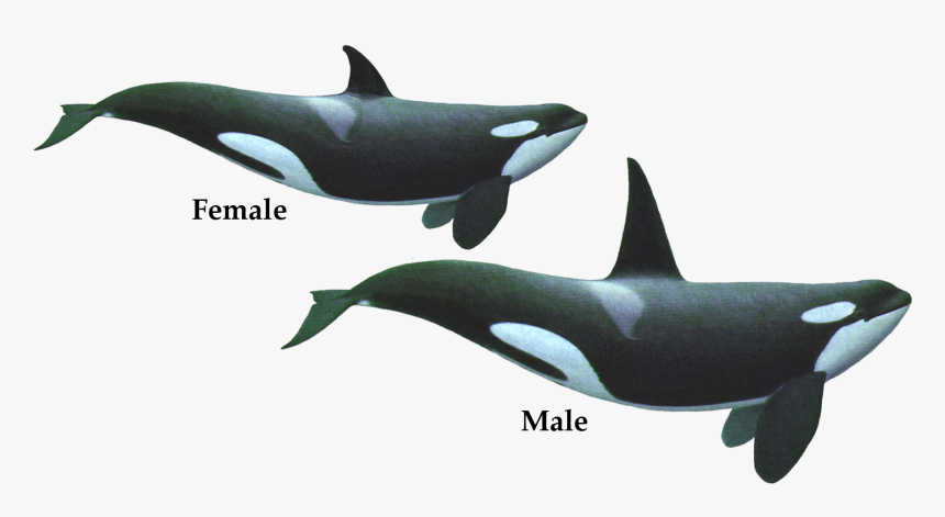 Killer Whale Png Transparent Images - Transparent Killer Whale Png, Png Download, Free Download