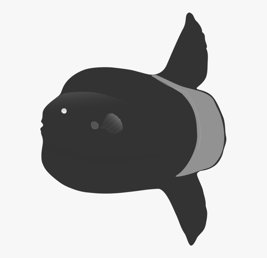 Snout,fish,killer Whale - Killer Whale, HD Png Download, Free Download