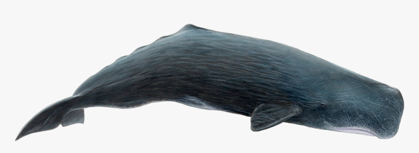 Whale Png Download Image - Sperm Whale Png, Transparent Png, Free Download