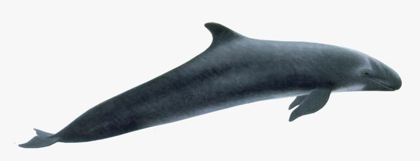 Whale Png - Pseudorca Crassidens Png, Transparent Png, Free Download