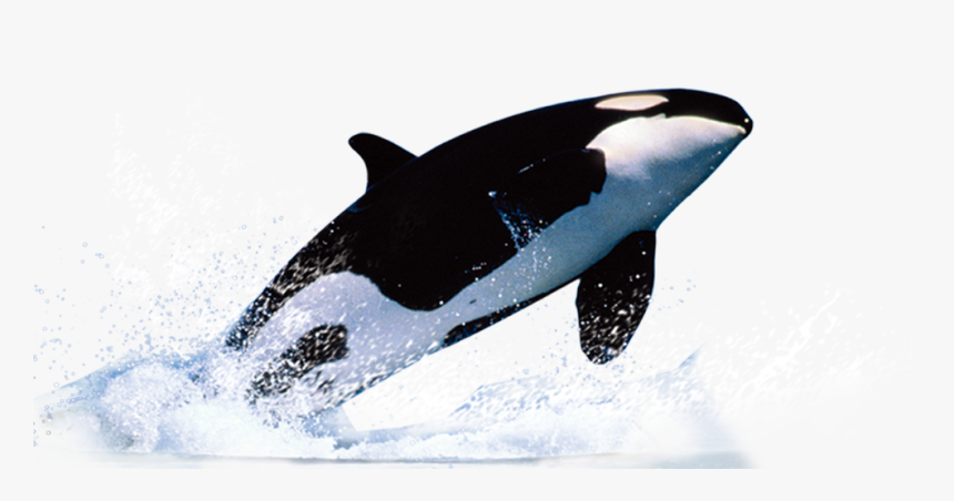 Killer Whale Png - Whale Png, Transparent Png, Free Download