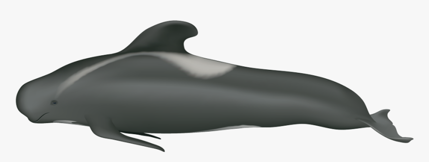 Pilot Whale Head, HD Png Download, Free Download