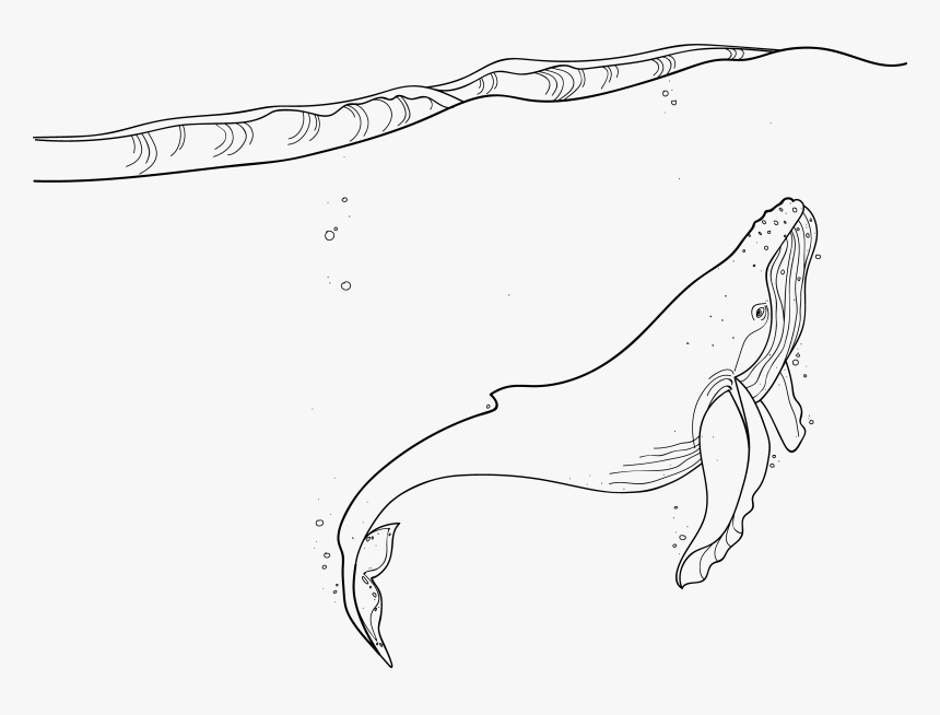 Whale - Line Art, HD Png Download, Free Download