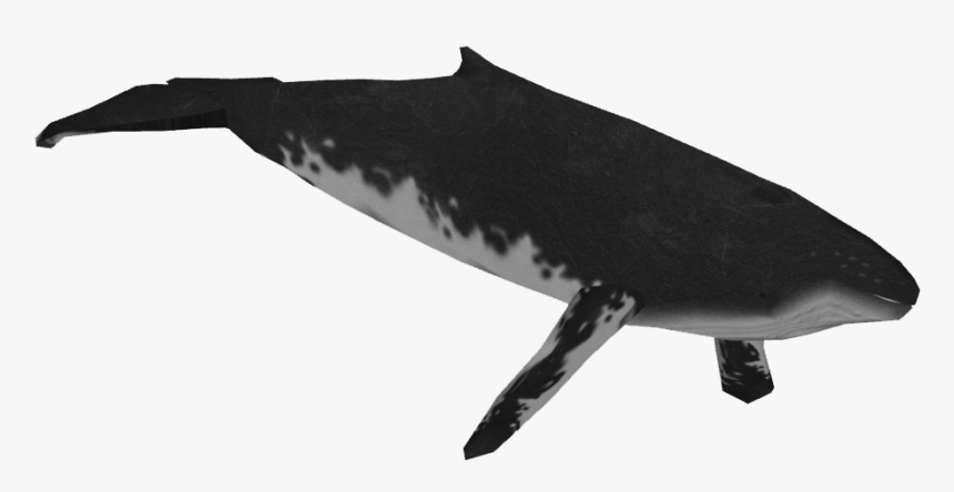 Humpback Whale - Humpback Whale Png, Transparent Png, Free Download