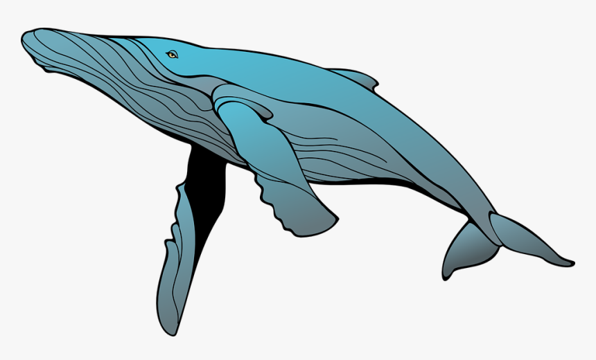 Whale, Blue, Swimming, Ocean, Fins - Clip Art Humpback Whale, HD Png Download, Free Download
