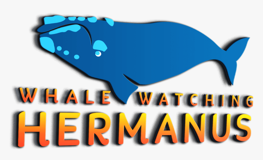 Whale Watching Hermanus New Logo - Sperm Whale, HD Png Download, Free Download