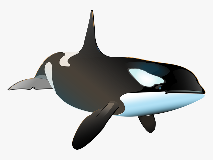 Killer Whale Porpoise Shark Dolphin - Ballena Real Png, Transparent Png, Free Download