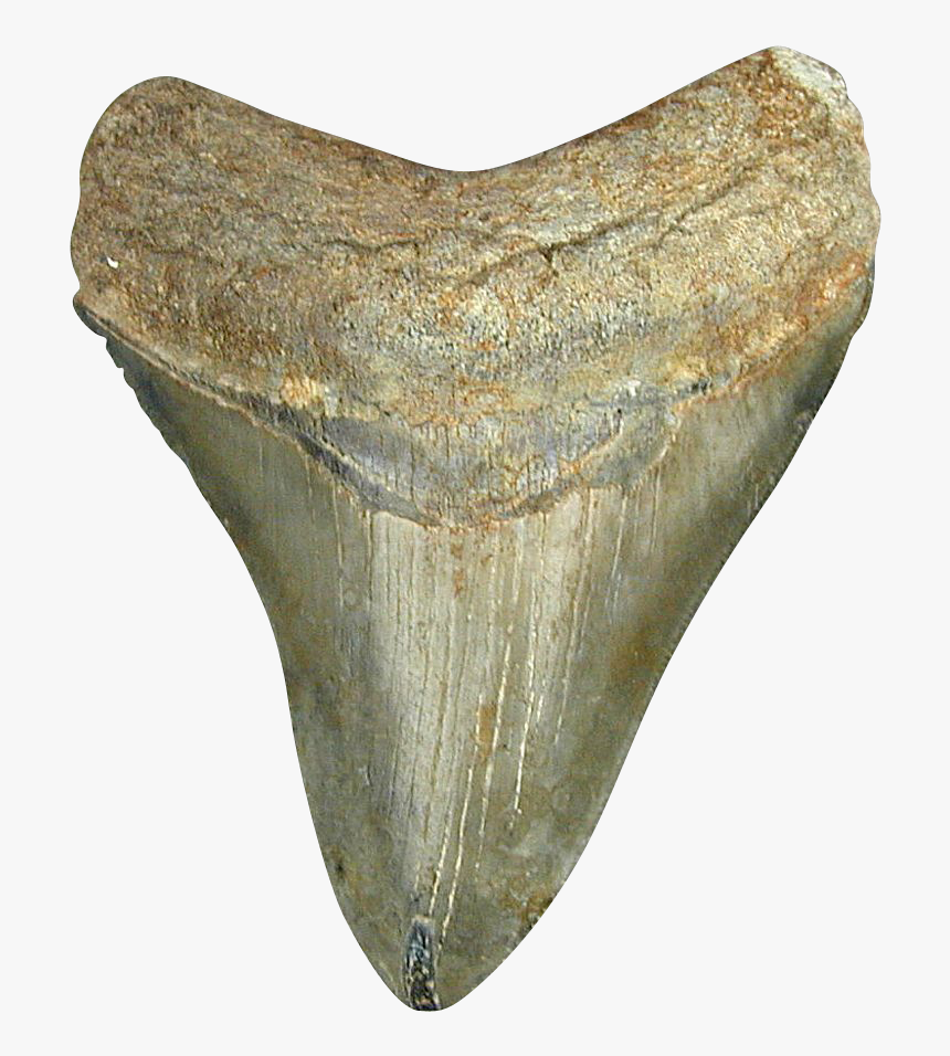 Shark Tooth Png - Shark Tooth No Background, Transparent Png, Free Download