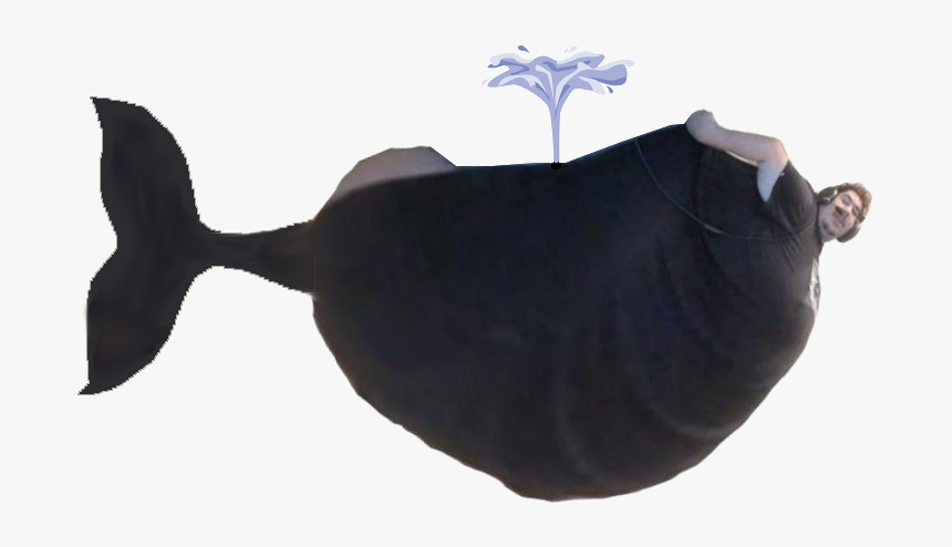 Whale - Greek Whale, HD Png Download, Free Download